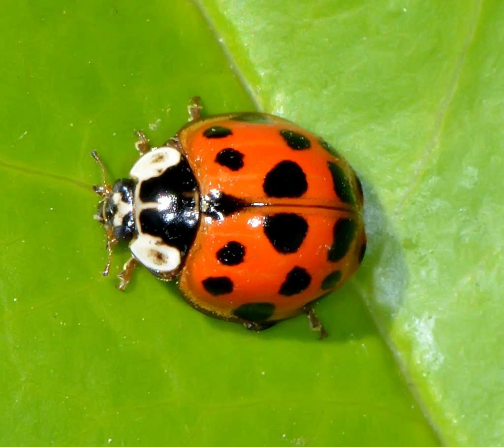 Multicolored-Asian-Lady-Beetle-Harmonia-axyridis-Austin-Insects