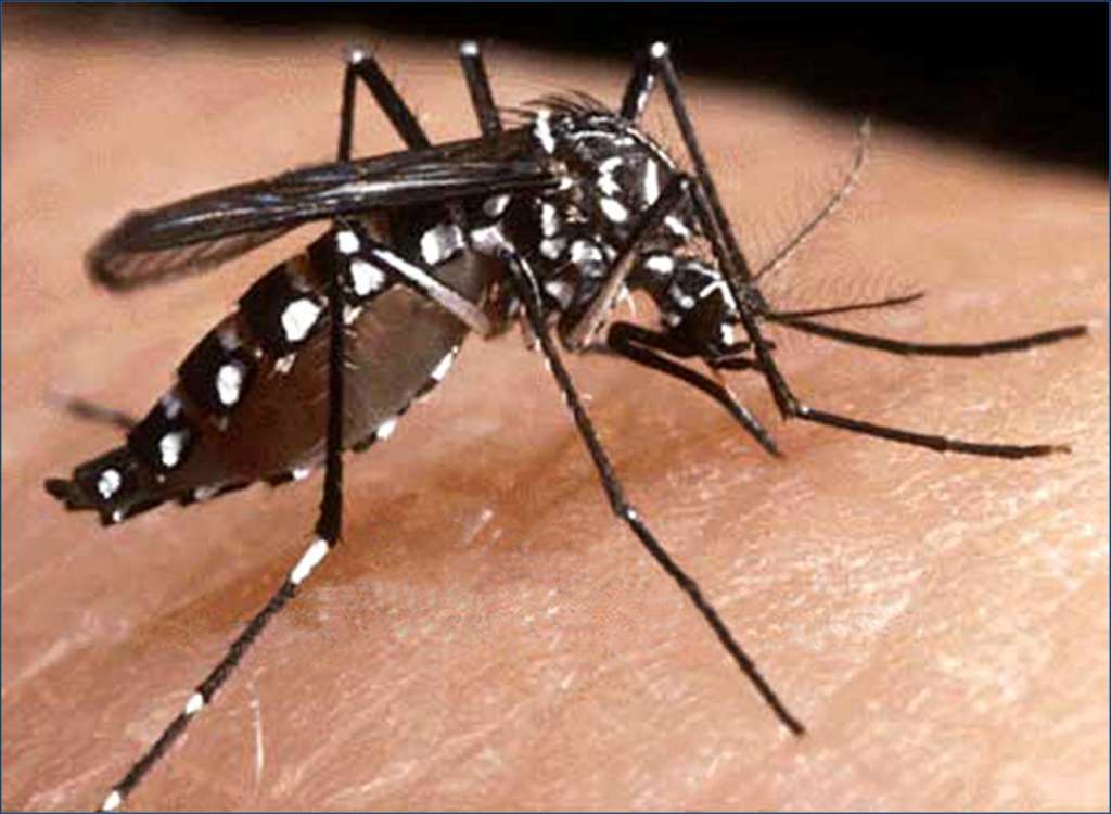 mosquito spreading malaria