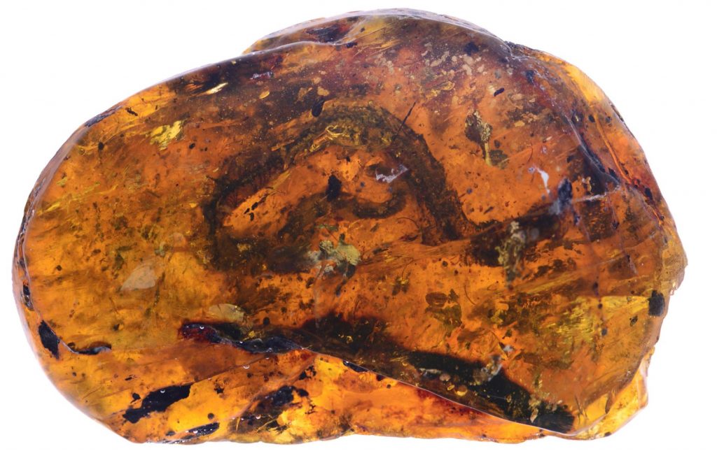 99-million year old fossil of snake found encased in amber
